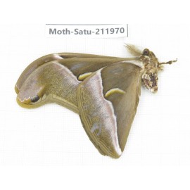 Saturniidae sp. China, Guizhou, Bijie area, Jinsha county. 1Pcs. Moth-Satu-211970.