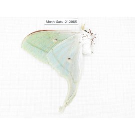 Saturniidae sp. China, Guizhou, Bijie area, Jinsha county. 1F. Moth-Satu-212085.