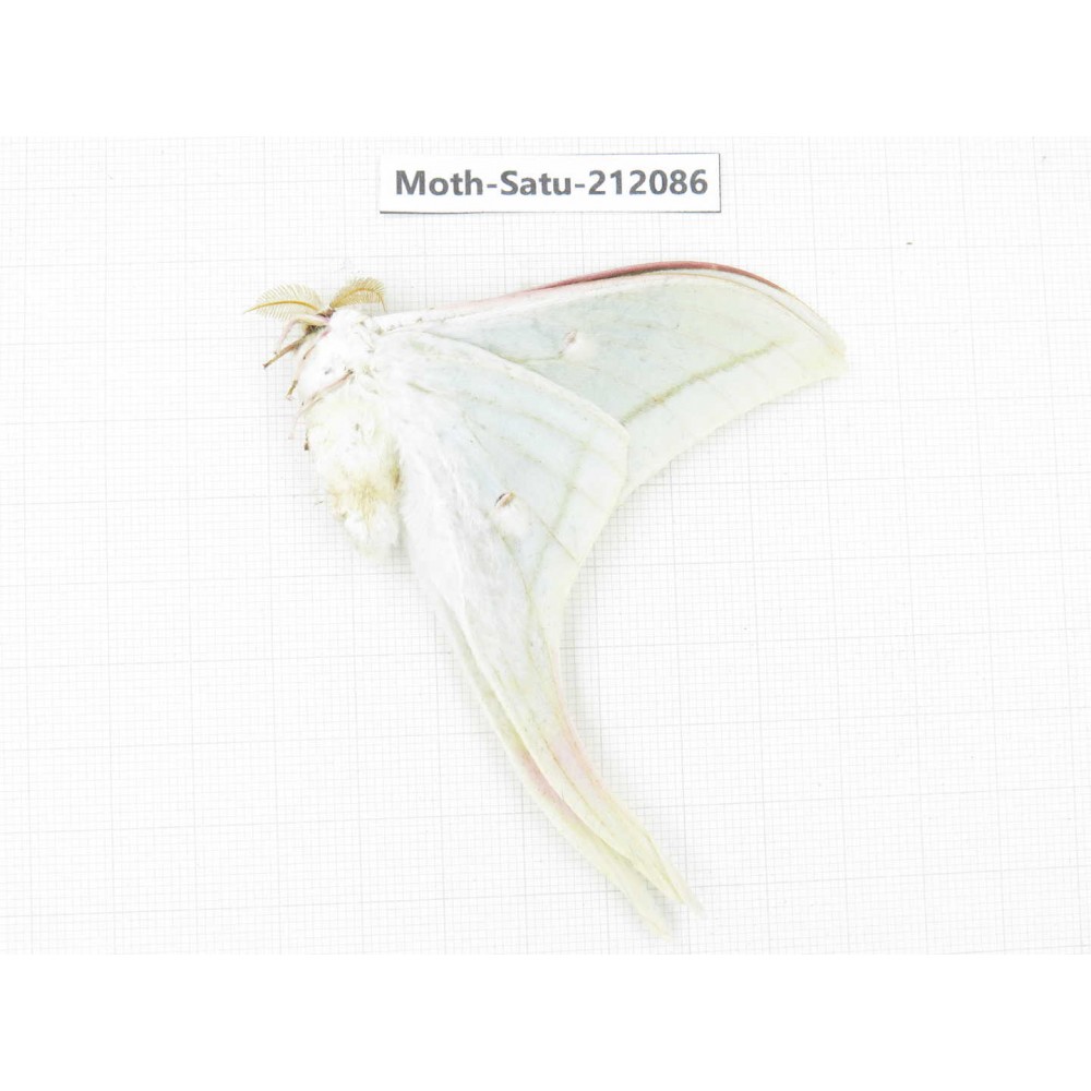 Saturniidae sp. China, Guizhou, Bijie area, Jinsha county. 1Pcs. Moth-Satu-212086.