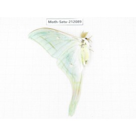 Saturniidae sp. China, Guizhou, Bijie area, Jinsha county. 1Pcs. Moth-Satu-212089.