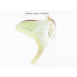 Saturniidae sp. China, Guizhou, Bijie area, Jinsha county. 1Pcs. Moth-Satu-212090.
