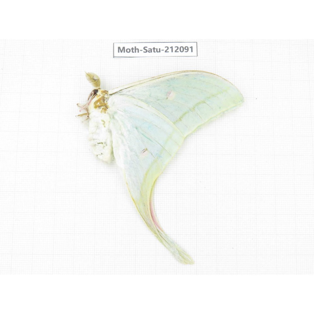 Saturniidae sp. China, Guizhou, Bijie area, Jinsha county. 1Pcs. Moth-Satu-212091.