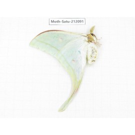 Saturniidae sp. China, Guizhou, Bijie area, Jinsha county. 1Pcs. Moth-Satu-212091.