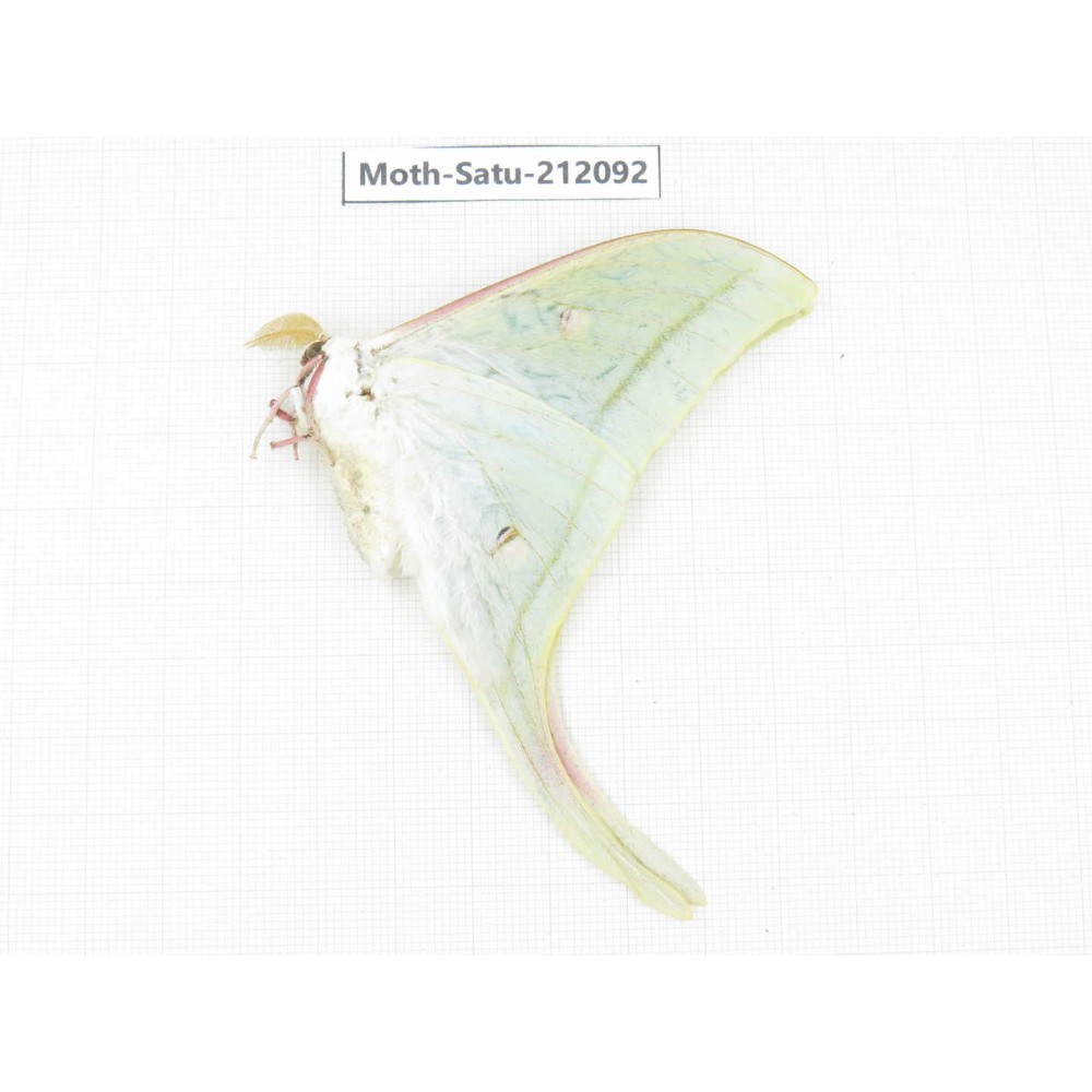 Saturniidae sp. China, Guizhou, Bijie area, Jinsha county. 1Pcs. Moth-Satu-212092.