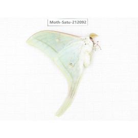 Saturniidae sp. China, Guizhou, Bijie area, Jinsha county. 1Pcs. Moth-Satu-212092.