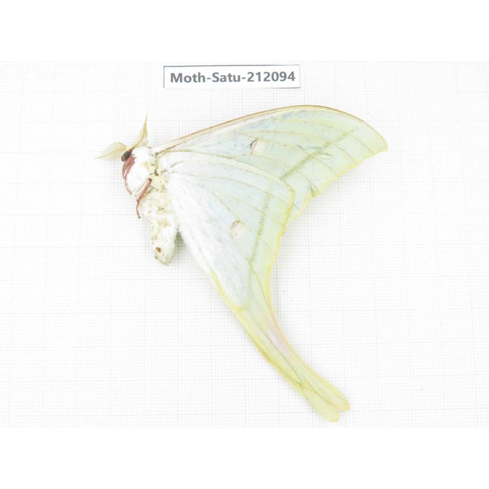 Saturniidae sp. China, Guizhou, Bijie area, Jinsha county. 1Pcs. Moth-Satu-212094.