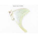 Saturniidae sp. China, Guizhou, Bijie area, Jinsha county. 1Pcs. Moth-Satu-212094.
