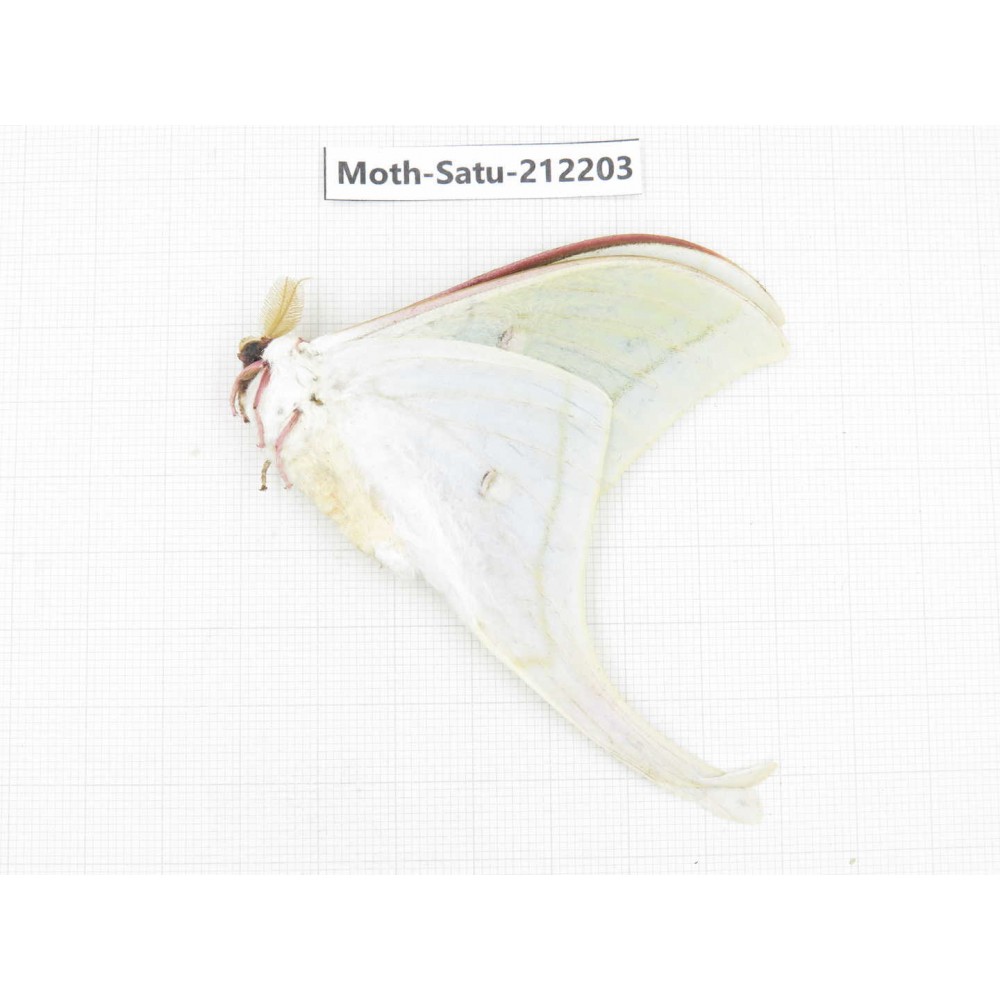 Saturniidae sp. China, Guizhou, Bijie area, Jinsha county. 1Pcs. Moth-Satu-212203.