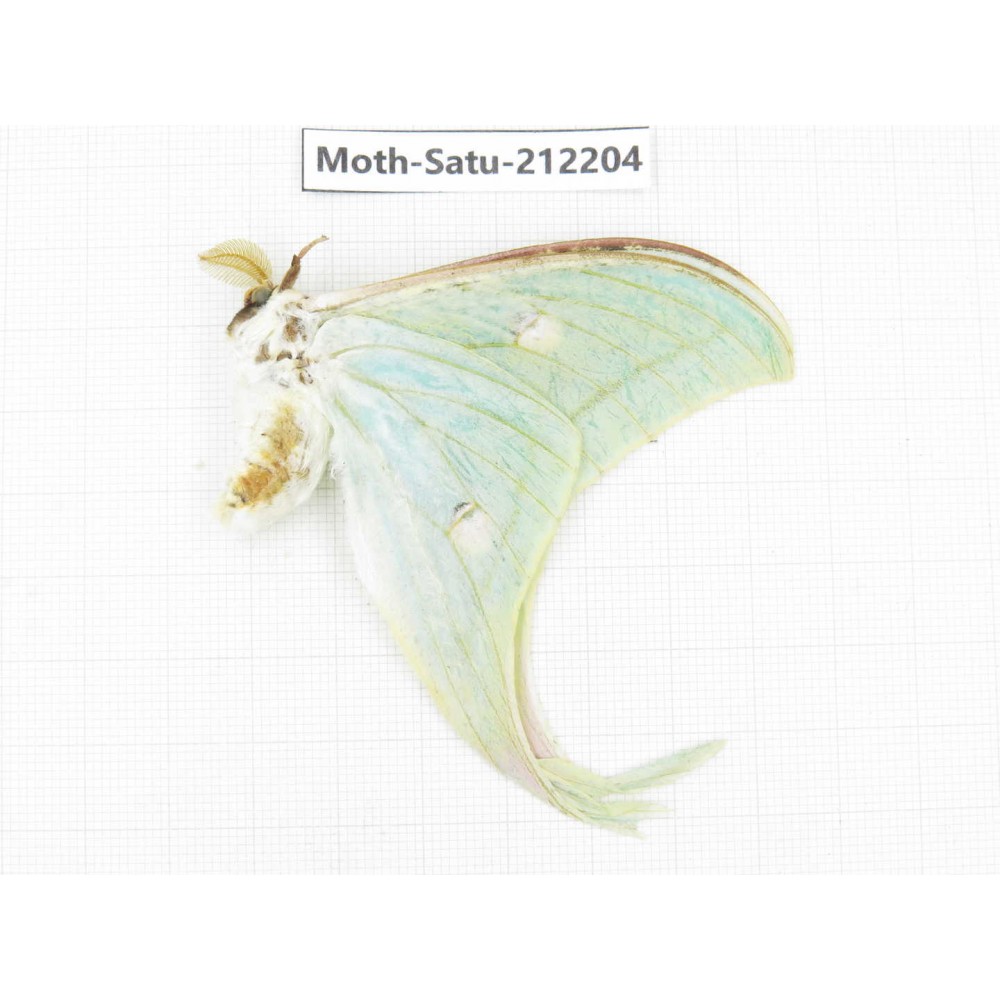 Saturniidae sp. China, Guizhou, Bijie area, Jinsha county. 1Pcs. Moth-Satu-212204.