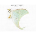 Saturniidae sp. China, Guizhou, Bijie area, Jinsha county. 1Pcs. Moth-Satu-212204.