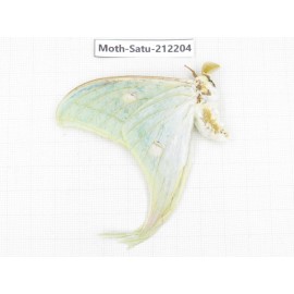 Saturniidae sp. China, Guizhou, Bijie area, Jinsha county. 1Pcs. Moth-Satu-212204.