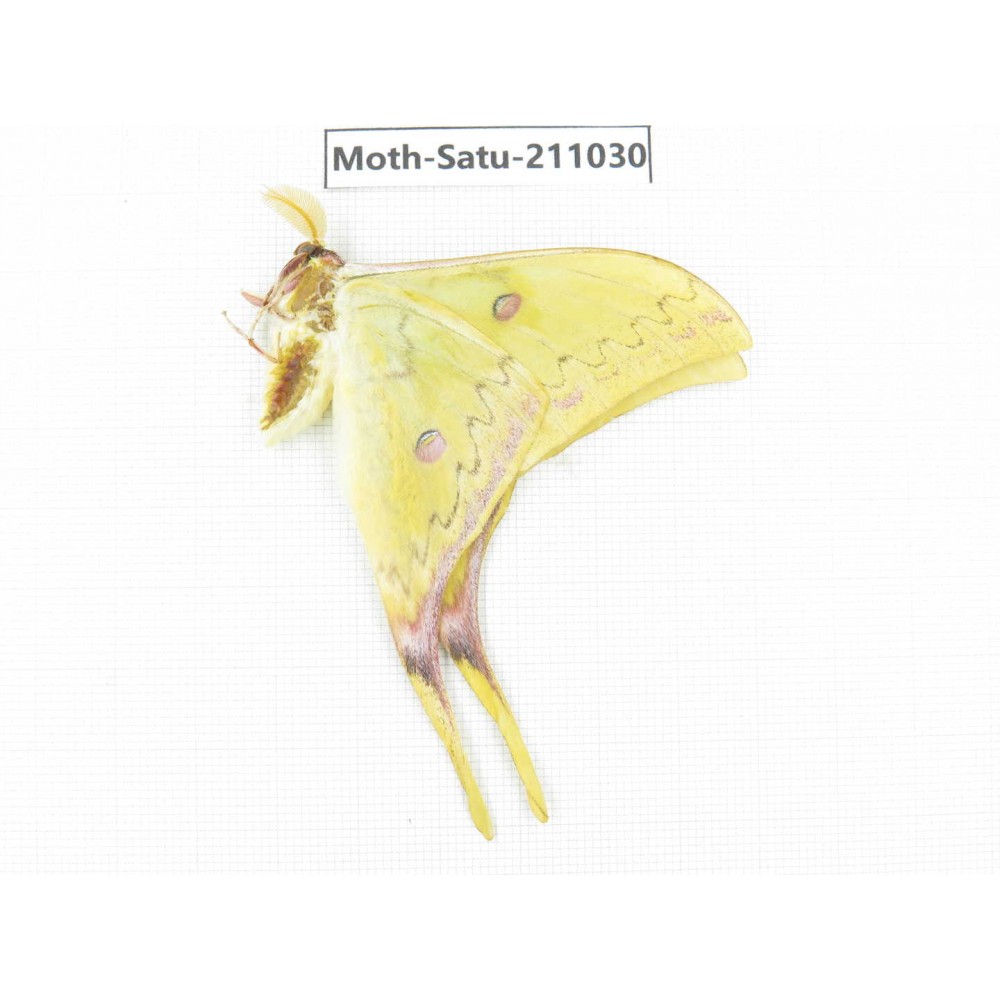 Saturniidae sp. China, Guizhou, Qiandongnan, Congjiang county. 1Pcs. Moth-Satu-211030.