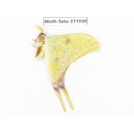 Saturniidae sp. China, Guizhou, Qiandongnan, Congjiang county. 1Pcs. Moth-Satu-211030.