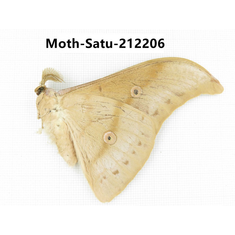 Saturniidae sp. China, Guizhou, Qiandongnan, Congjiang county. 1Pcs. Moth-Satu-212206.