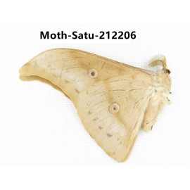 Saturniidae sp. China, Guizhou, Qiandongnan, Congjiang county. 1Pcs. Moth-Satu-212206.