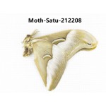Saturniidae sp. China, Guizhou, Qiandongnan, Congjiang county. 1Pcs. Moth-Satu-212208.