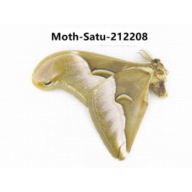 Saturniidae sp. China, Guizhou, Qiandongnan, Congjiang county. 1Pcs. Moth-Satu-212208.