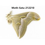 Saturniidae sp. China, Guizhou, Qiandongnan, Congjiang county. 1Pcs. Moth-Satu-212210.