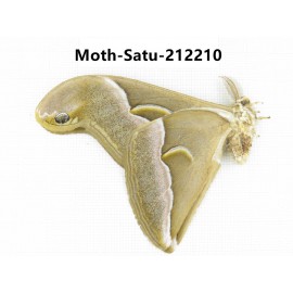 Saturniidae sp. China, Guizhou, Qiandongnan, Congjiang county. 1Pcs. Moth-Satu-212210.