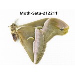 Saturniidae sp. China, Guizhou, Qiandongnan, Congjiang county. 1Pcs. Moth-Satu-212211.