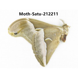 Saturniidae sp. China, Guizhou, Qiandongnan, Congjiang county. 1Pcs. Moth-Satu-212211.