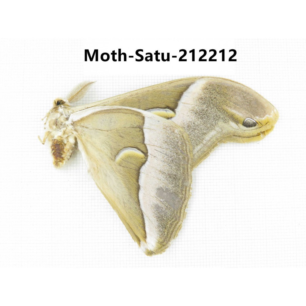 Saturniidae sp. China, Guizhou, Qiandongnan, Congjiang county. 1Pcs. Moth-Satu-212212.