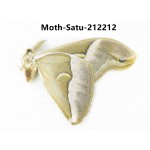 Saturniidae sp. China, Guizhou, Qiandongnan, Congjiang county. 1Pcs. Moth-Satu-212212.