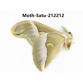 Saturniidae sp. China, Guizhou, Qiandongnan, Congjiang county. 1Pcs. Moth-Satu-212212.