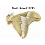Saturniidae sp. China, Guizhou, Qiandongnan, Congjiang county. 1Pcs. Moth-Satu-212213.