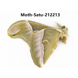 Saturniidae sp. China, Guizhou, Qiandongnan, Congjiang county. 1Pcs. Moth-Satu-212213.