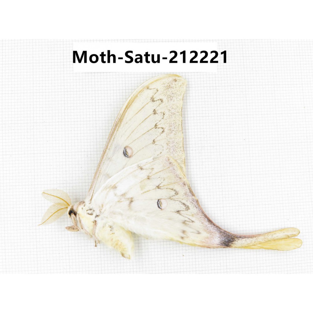 Saturniidae sp. China, Guizhou, Qiandongnan, Congjiang county. 1Pcs. Moth-Satu-212221.