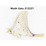 Saturniidae sp. China, Guizhou, Qiandongnan, Congjiang county. 1Pcs. Moth-Satu-212221.