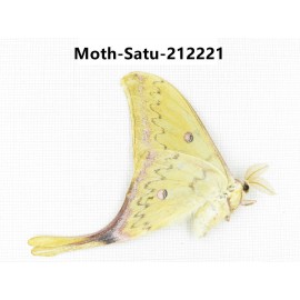Saturniidae sp. China, Guizhou, Qiandongnan, Congjiang county. 1Pcs. Moth-Satu-212221.