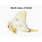 Saturniidae sp. China, Guizhou, Qiandongnan, Congjiang county. 1Pcs. Moth-Satu-212222.