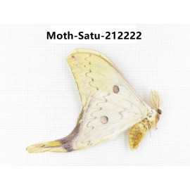 Saturniidae sp. China, Guizhou, Qiandongnan, Congjiang county. 1Pcs. Moth-Satu-212222.