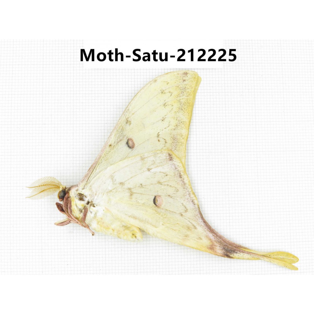 Saturniidae sp. China, Guizhou, Qiandongnan, Congjiang county. 1Pcs. Moth-Satu-212225.