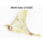Saturniidae sp. China, Guizhou, Qiandongnan, Congjiang county. 1Pcs. Moth-Satu-212225.