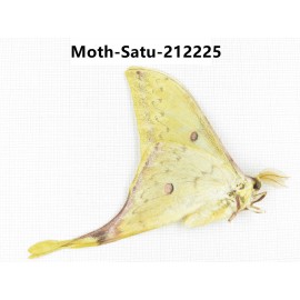 Saturniidae sp. China, Guizhou, Qiandongnan, Congjiang county. 1Pcs. Moth-Satu-212225.