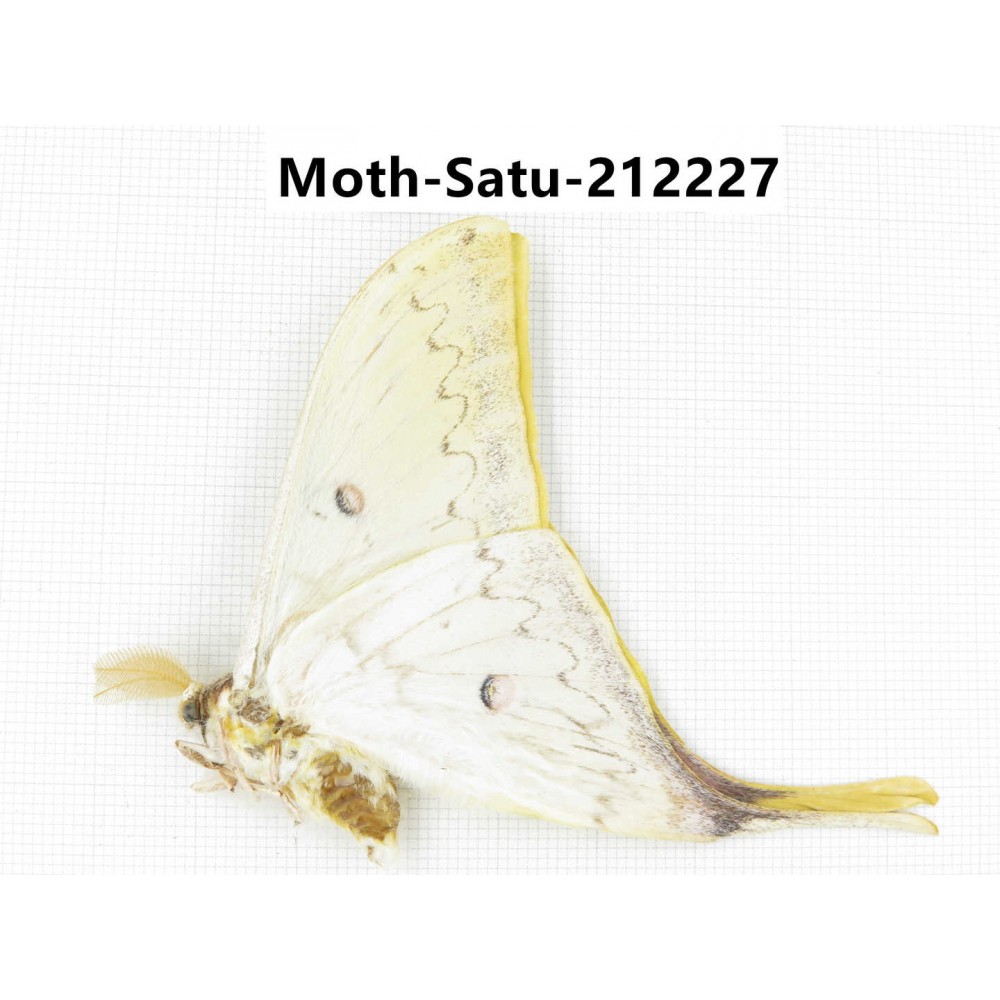 Saturniidae sp. China, Guizhou, Qiandongnan, Congjiang county. 1Pcs. Moth-Satu-212227.