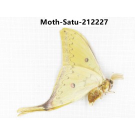 Saturniidae sp. China, Guizhou, Qiandongnan, Congjiang county. 1Pcs. Moth-Satu-212227.