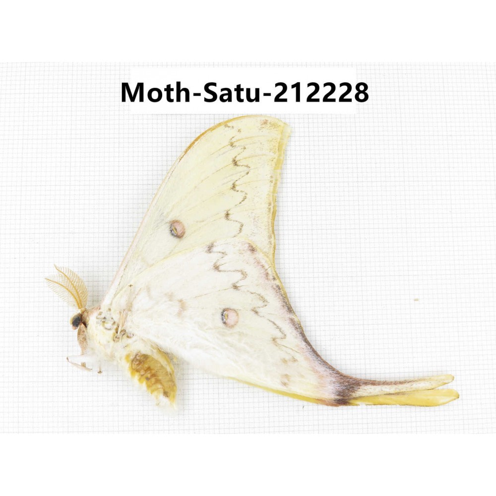 Saturniidae sp. China, Guizhou, Qiandongnan, Congjiang county. 1Pcs. Moth-Satu-212228.