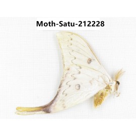 Saturniidae sp. China, Guizhou, Qiandongnan, Congjiang county. 1Pcs. Moth-Satu-212228.
