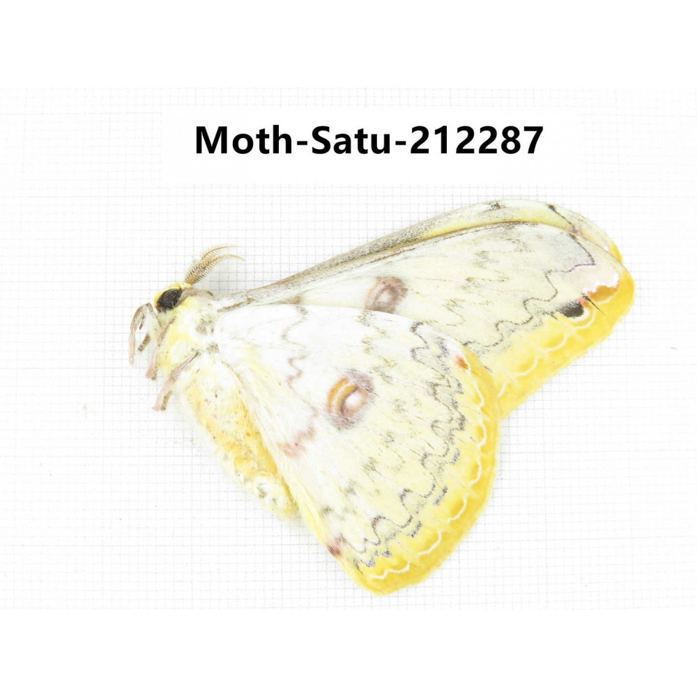 Saturniidae sp. China, Guizhou, Qiandongnan, Congjiang county. 1Pcs. Moth-Satu-212287.