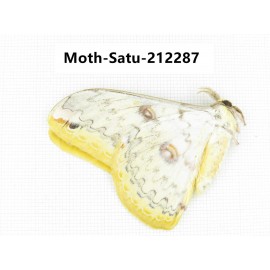 Saturniidae sp. China, Guizhou, Qiandongnan, Congjiang county. 1Pcs. Moth-Satu-212287.