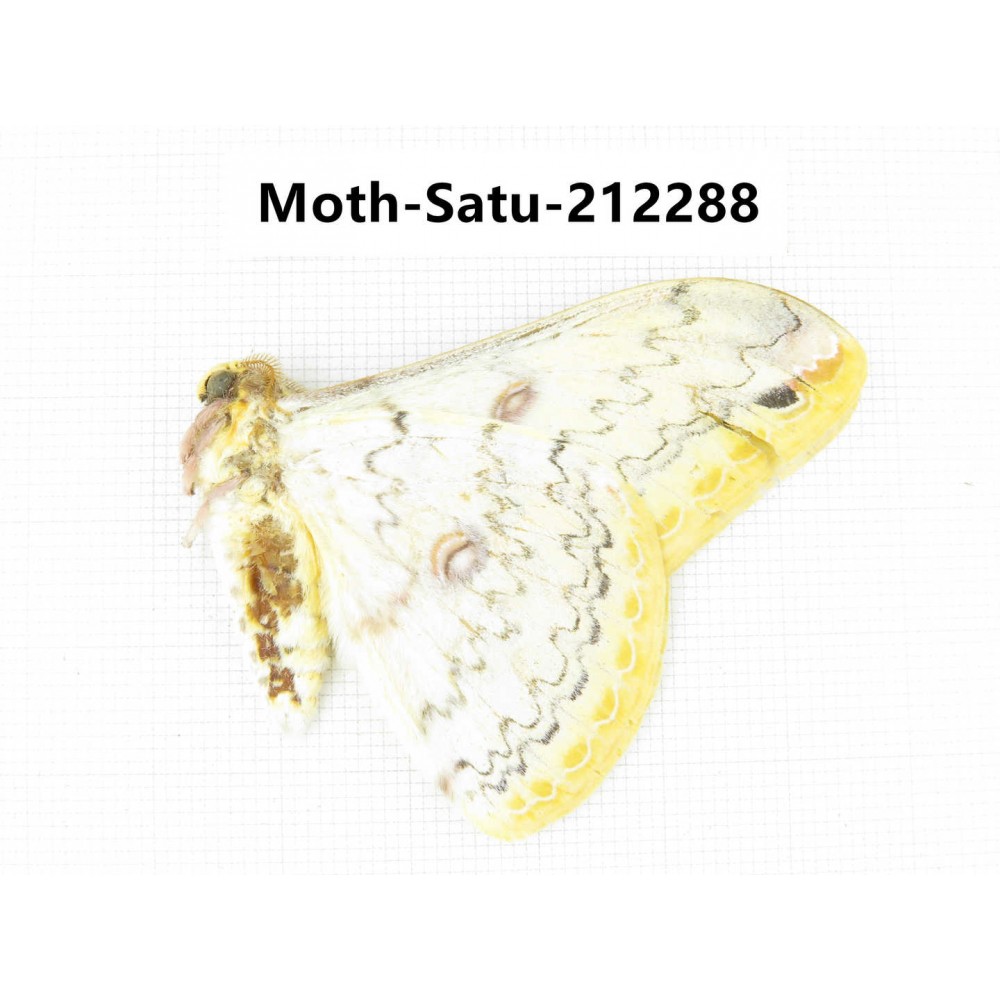 Saturniidae sp. China, Guizhou, Qiandongnan, Congjiang county. 1Pcs. Moth-Satu-212288.
