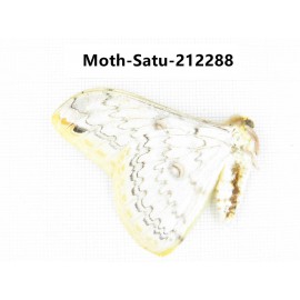 Saturniidae sp. China, Guizhou, Qiandongnan, Congjiang county. 1Pcs. Moth-Satu-212288.