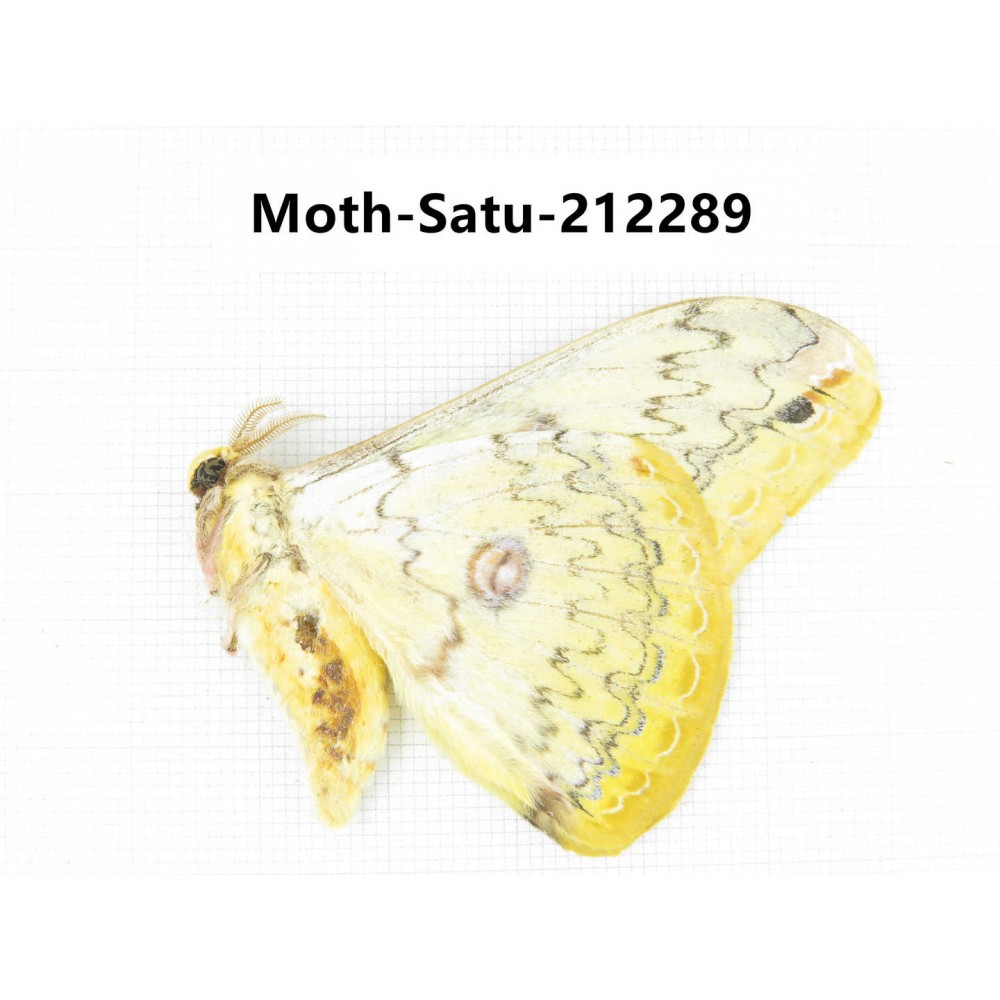Saturniidae sp. China, Guizhou, Qiandongnan, Congjiang county. 1Pcs. Moth-Satu-212289.