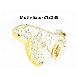 Saturniidae sp. China, Guizhou, Qiandongnan, Congjiang county. 1Pcs. Moth-Satu-212289.
