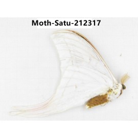 Saturniidae sp. China, Guizhou, Qiandongnan, Congjiang county. 1Pcs. Moth-Satu-212317.