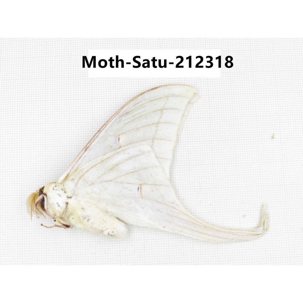 Saturniidae sp. China, Guizhou, Qiandongnan, Congjiang county. 1Pcs. Moth-Satu-212318.
